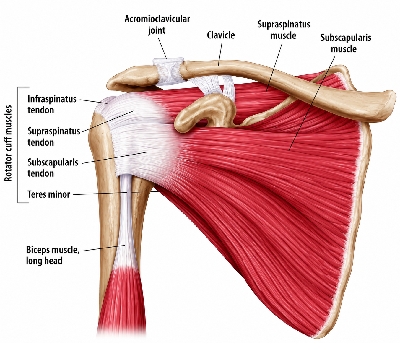 Rotator Cuff Disorders Overview